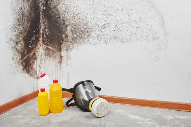 Mold Testing and Removal in Indian River Shores, FL