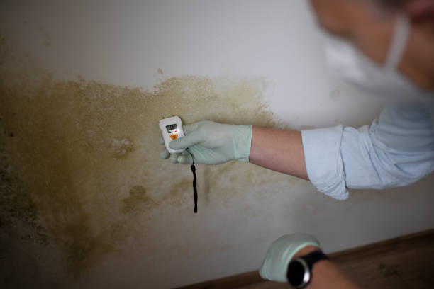 Mold Removal Process in Indian River Shores, FL