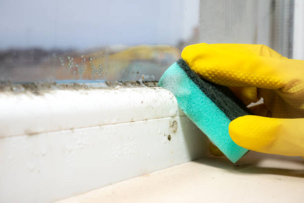 Best Residential Mold Removal  in Indian River Shores, FL